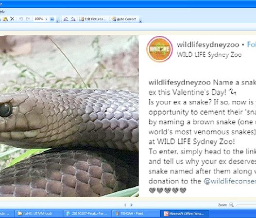 LOMBA: Kebun binatang Wild Life Sydney mengadakan lomba bagi mereka yang putus cinta. Menamai mantan dengan nama binatang melata
