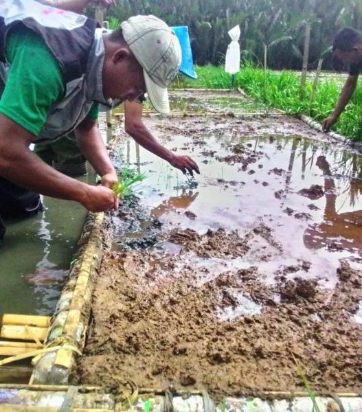Sawah di atas botol