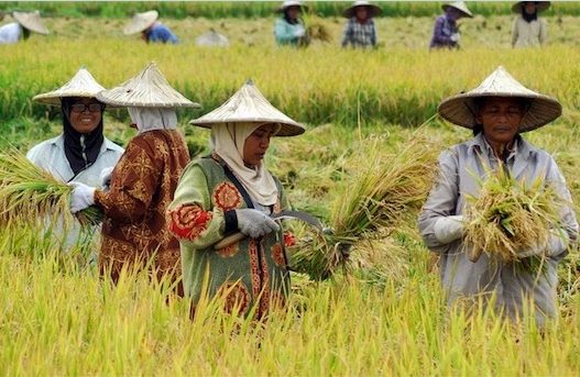 Petani