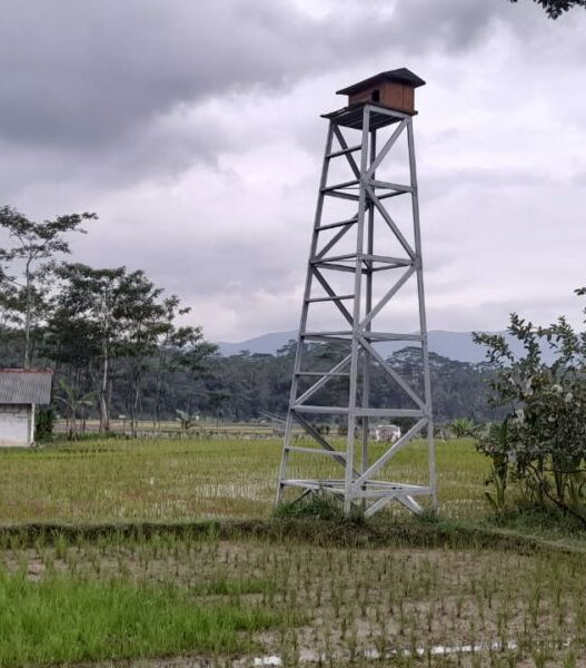 TENGAH--burung hantu