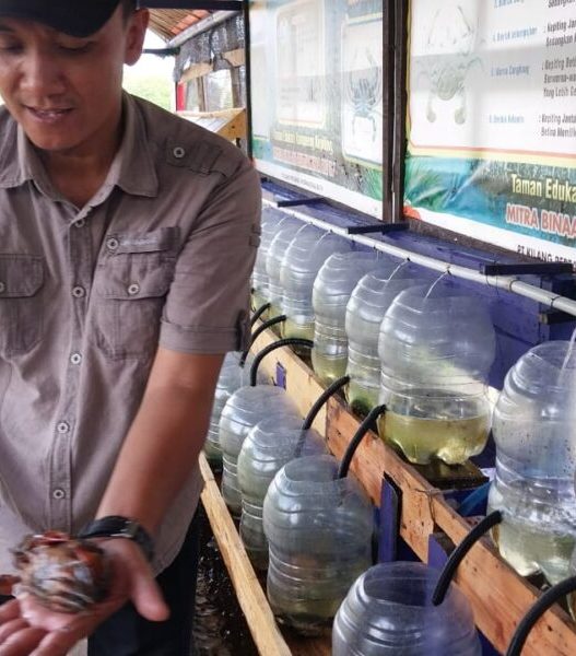 Cangkang Lunak: Rato Ketua Program Masyarakat Mandiri Kutawaru (Mamaku) Kelurahan Kutawaru menunjukkan kepiting hasil budidaya dengan model Rusun Tinggi