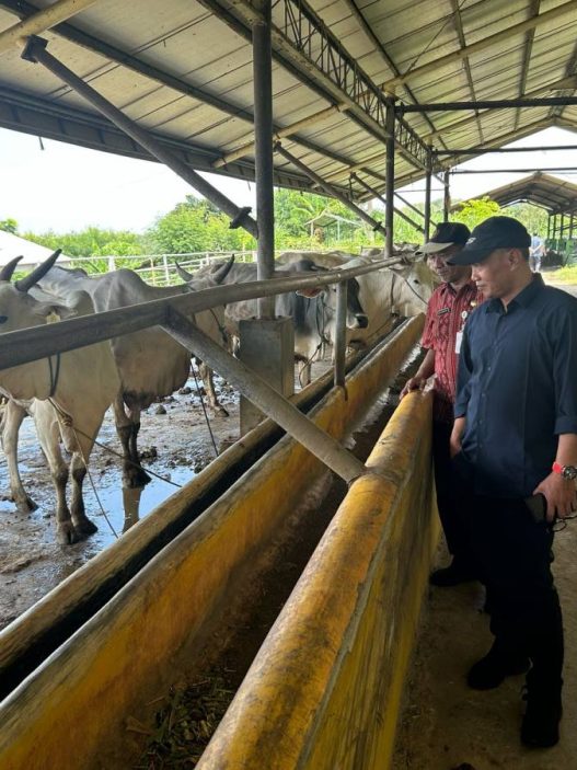 Tinjau peterbakan sapi
