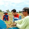 Panen Raya Gabungan Kelompok Tani (Gapoktan) Margo Sugih Desa Kalijaran Kecamatan Maos Cilacap binaan Kilang Pertamina Cilacap