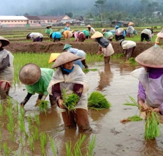 Banjarnegara target tanam padi 4.000 hektare