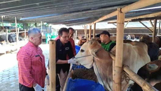 Cek kesehatan tim pemeriksaan hewan kurban saat mengecek kondisi kesehatan hewan ternak jelang hari raya idul adha tahun lalu