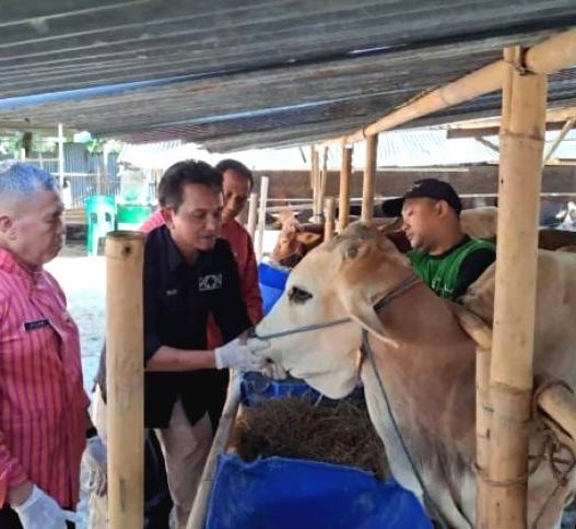 Cek kesehatan tim pemeriksaan hewan kurban saat mengecek kondisi kesehatan hewan ternak jelang hari raya idul adha tahun lalu