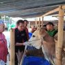 Cek kesehatan tim pemeriksaan hewan kurban saat mengecek kondisi kesehatan hewan ternak jelang hari raya idul adha tahun lalu