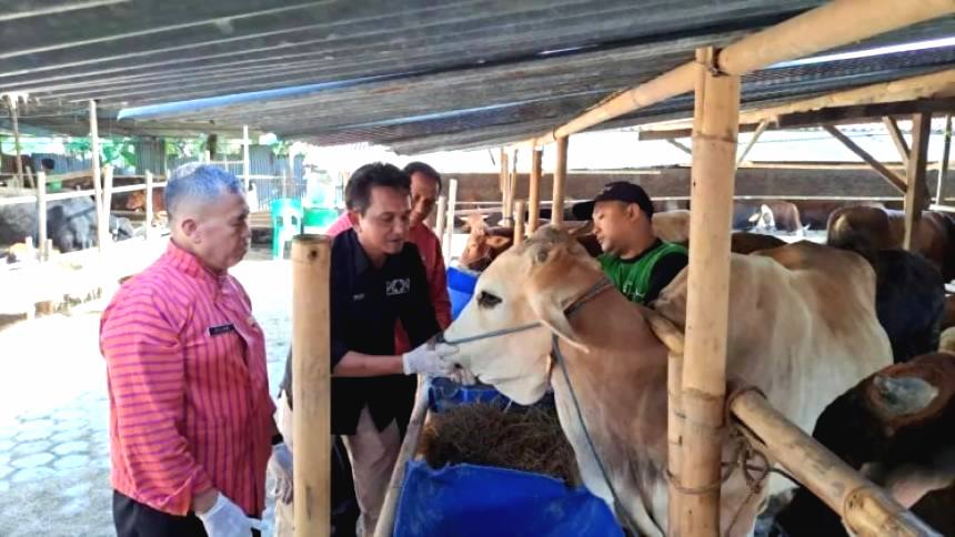 Cek kesehatan tim pemeriksaan hewan kurban saat mengecek kondisi kesehatan hewan ternak jelang hari raya idul adha tahun lalu