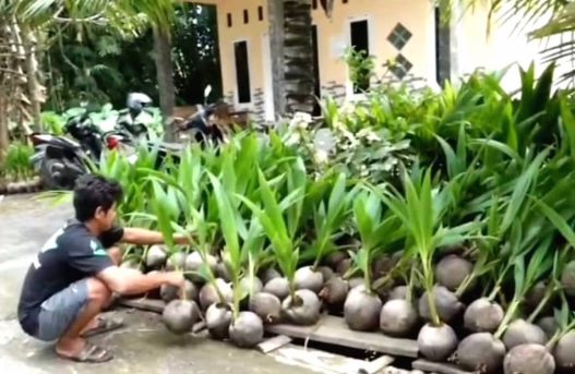 Harga kelapa naik, permintaan melonjak