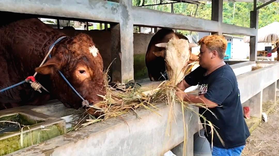 Harga sapi kurban melonjak hingga rp25 juta di banjarnegara