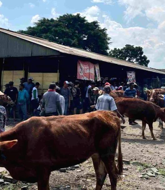 Jelang idul adha, pedagang naik 30 persen