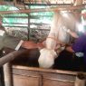 Jumlah sapi kurban belum pasti