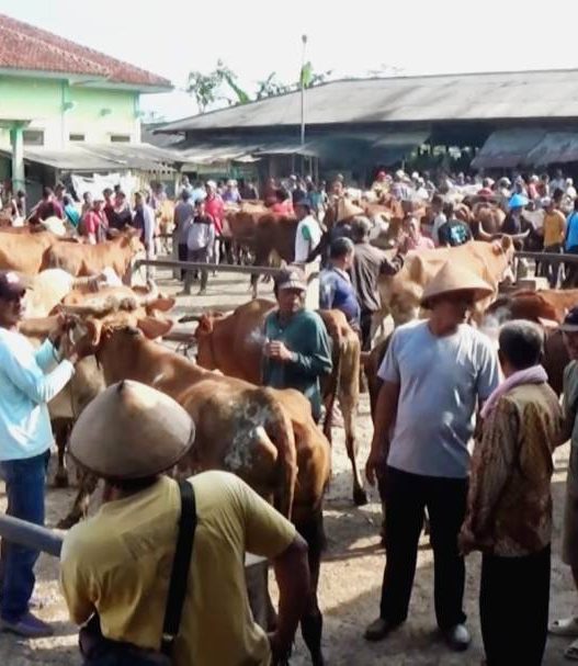 Jumlah sapi lokal turun drastis