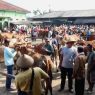 Jumlah sapi lokal turun drastis