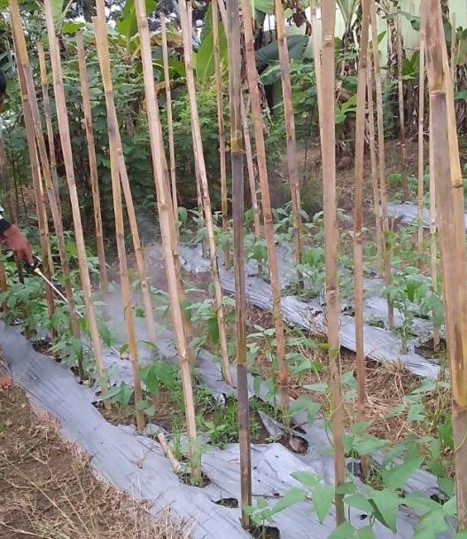 Kemarau basah ancam petani sayur