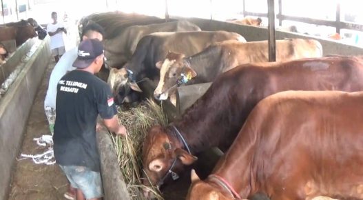Permintaan sapi kurban naik 50 persen