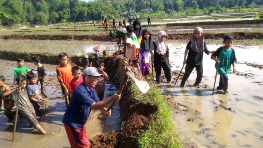 Persemaian diserang tikus