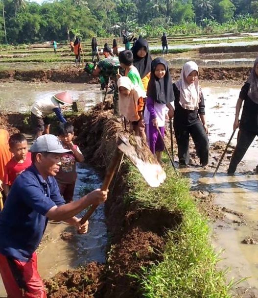 Persemaian diserang tikus