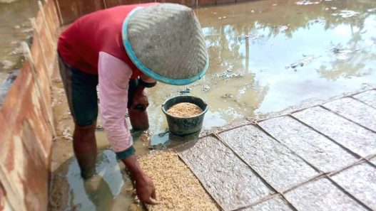 Petani kesulitan persemaian benih