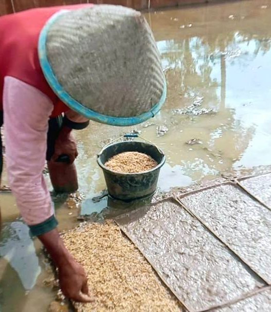 Petani kesulitan persemaian benih
