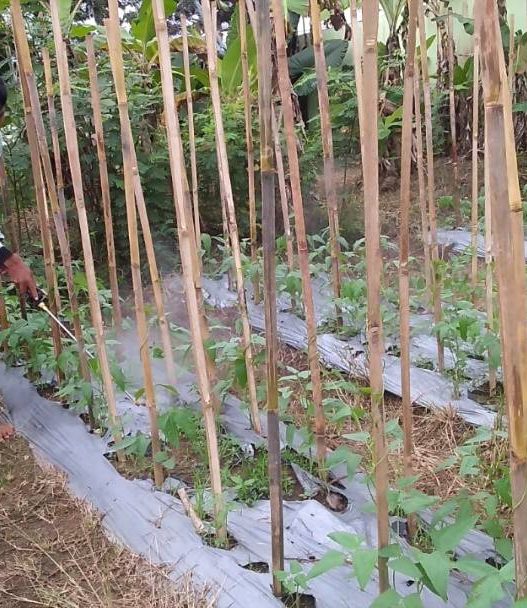 Petani milenial kurang diminati