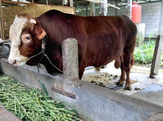 Prabowo serahkan sapi bawor untuk kurban