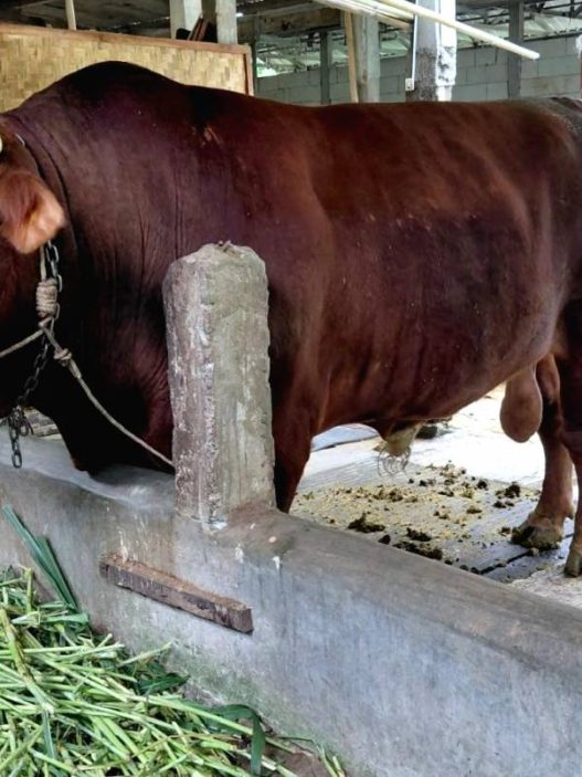 Prabowo serahkan sapi bawor untuk kurban