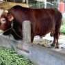 Prabowo serahkan sapi bawor untuk kurban