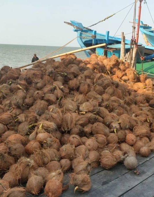 Pungutan ekspor kelapa segera ditetapkan