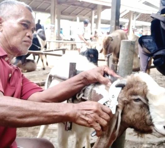 Salon kambing laris manis