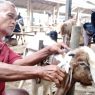 Salon kambing laris manis