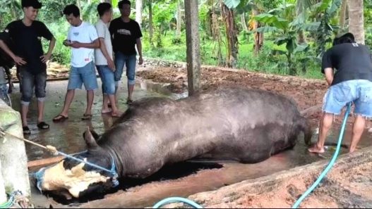 Sapi kurban presiden prabowo mendadak mati