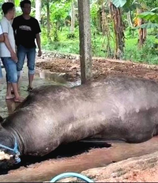 Sapi kurban presiden prabowo mendadak mati