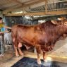 Sapi limosin hewan kurban pilihan presiden untuk cilacap