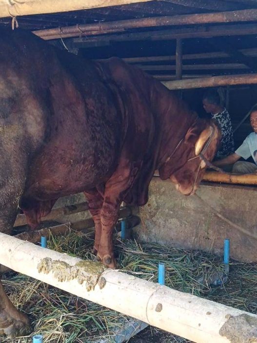 Sapi peternak karangreja dibeli presiden rp95 juta