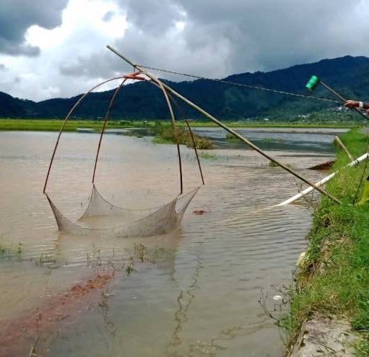 Sungai brukah meluap, warga sikumpul panen ikan