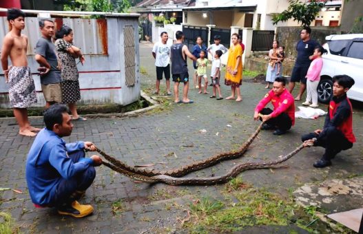 Ular sanca kembang