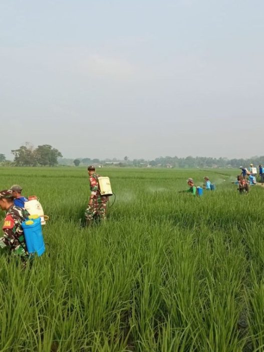 Cegah hama, warga bagung semprot massal