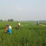 Cegah hama, warga bagung semprot massal