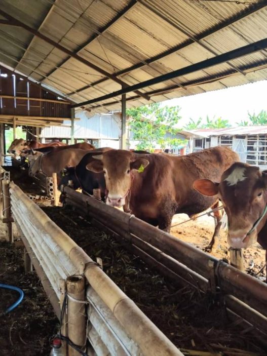 Dinkannak banyumas pastikan stok hewan kurban aman