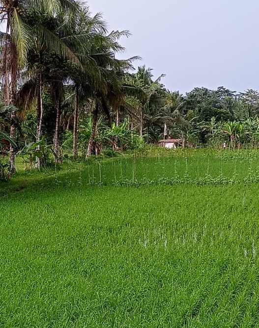 Dorong perda perlindungan lahan pertanian