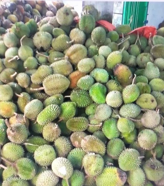 Durian indonesia bakal diekpor ke china