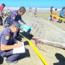 Hiu pasus terdampar di pantai wagir indah adipala cilacap