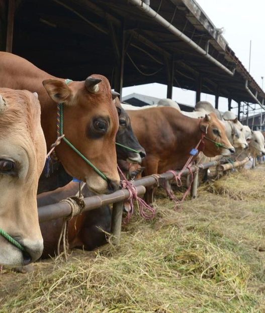 Impor sapi hidup tak dibatasi kuota