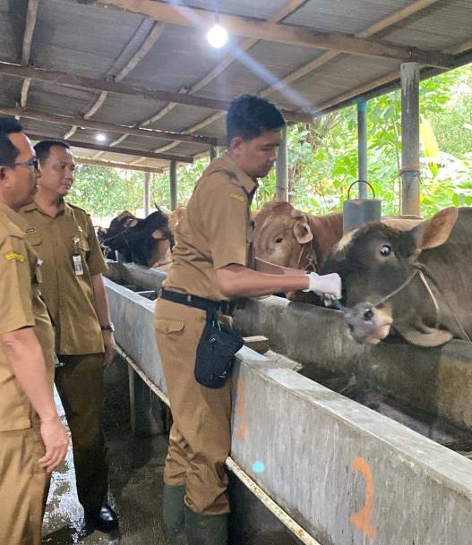 Intensif cek kesehatan hewan kurban