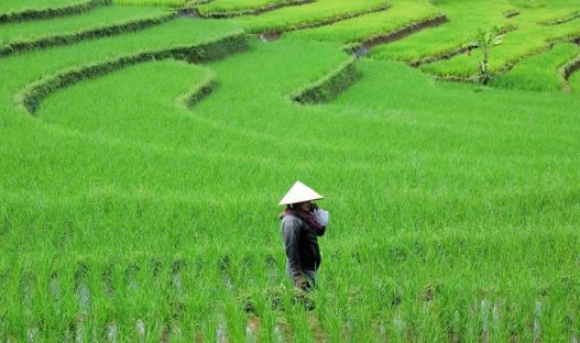 Investasi sektor pertanian tembus rp 371 triliun