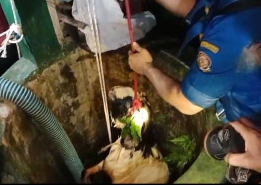 Kambing kurban nyemplung sumur