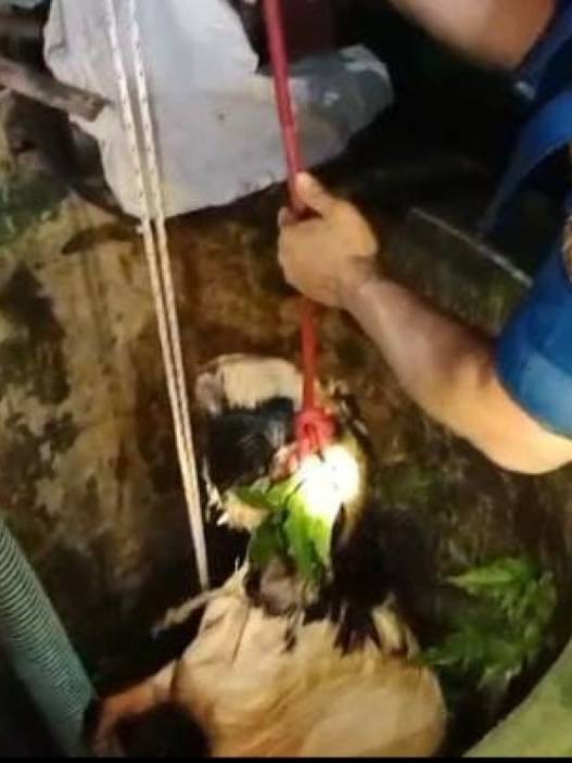 Kambing kurban nyemplung sumur