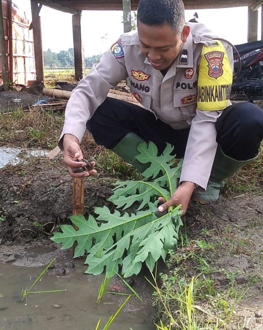 Kemarau basah hama keong serang sawah