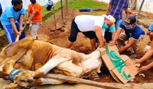 Klh larang penggunaan plastik untuik pembagian daging kurban iduladha 2025